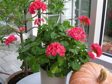 Billede af plante